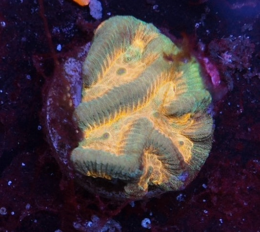 platygira inferno