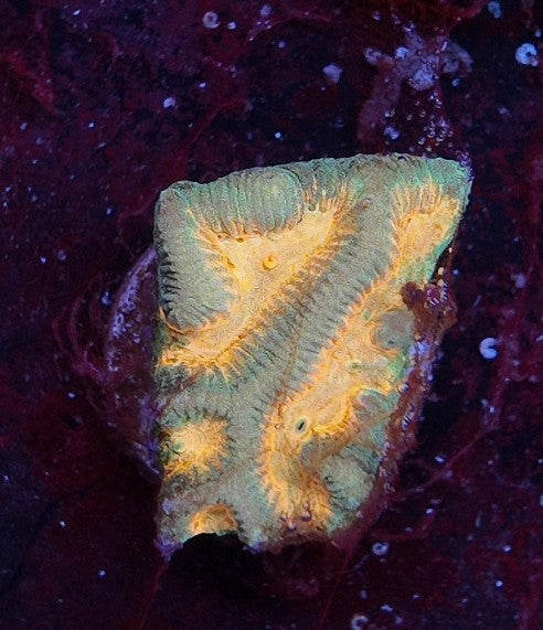 platygira inferno