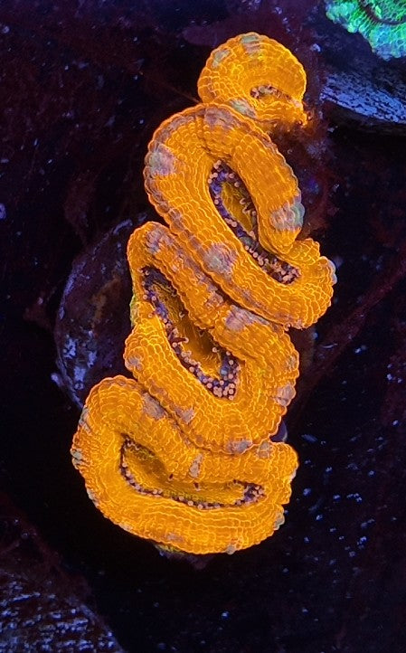 acan ultra