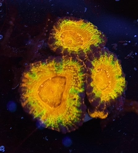 acan rainbow