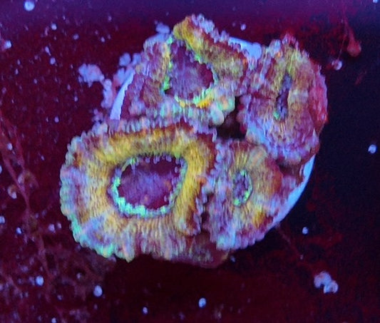acan cooper