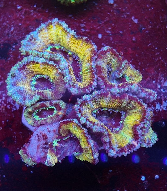 acan cooper