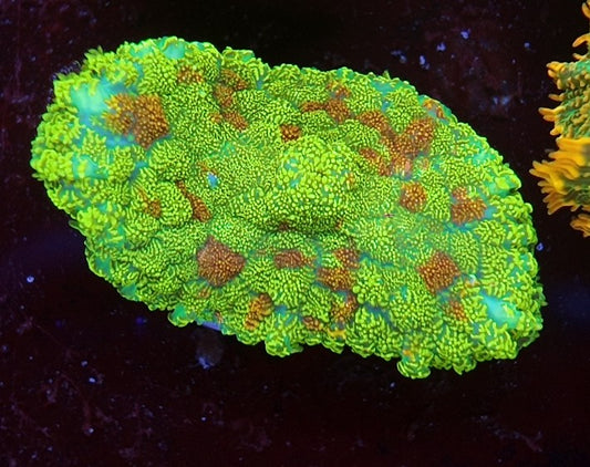 rhodactis lemon glitter
