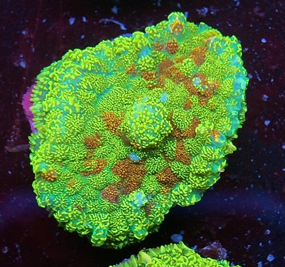 rhodactis lemon glitter