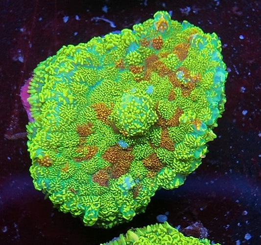 rhodactis lemon glitter