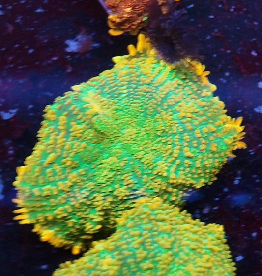 rhodactis tequila sunrise