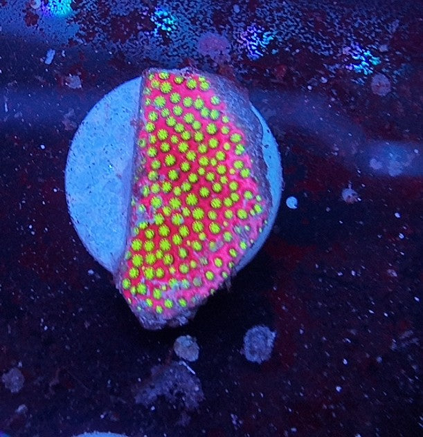 stylocoeniella wwc electric daisy