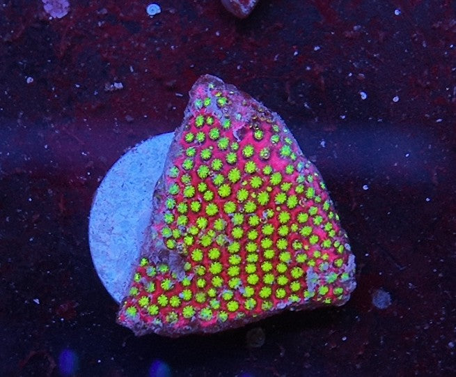 stylocoeniella wwc electric daisy