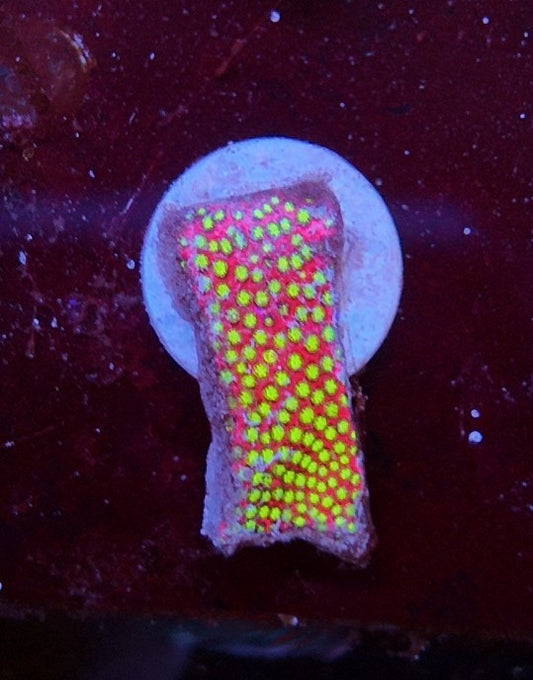 stylocoeniella wwc electric daisy