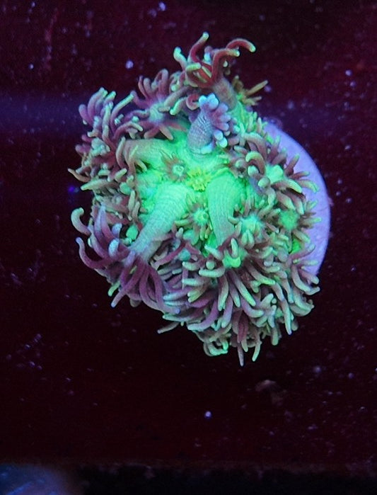 goniopora green
