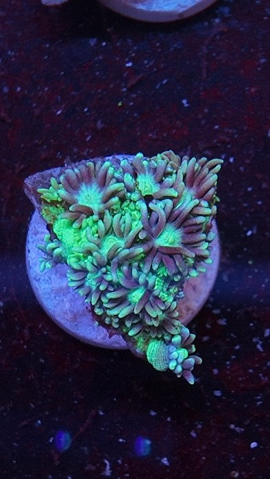 goniopora green