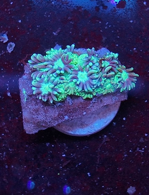 goniopora green