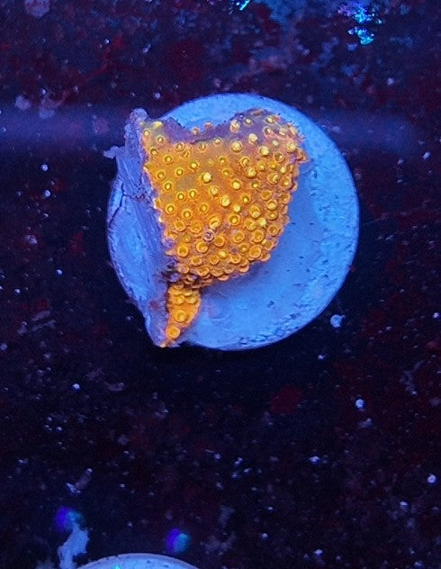 cyphastrea orange