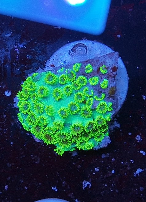cyphastrea master pe
