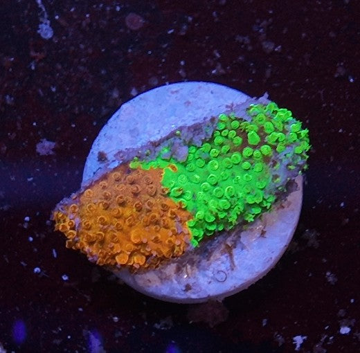 stylocoeniella wwv two face