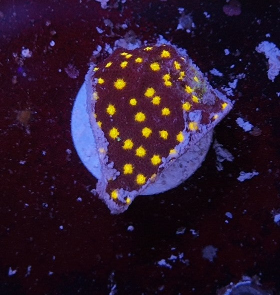 psamocora outspace