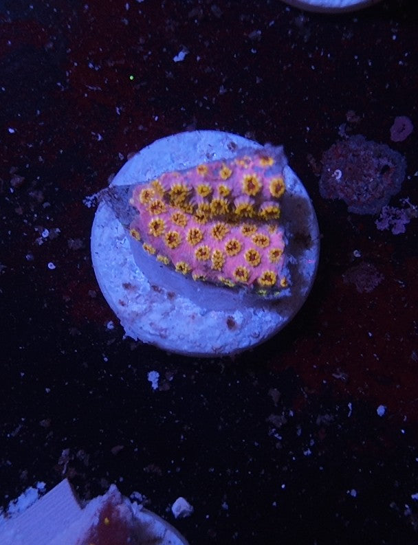 cyphastrea skittles