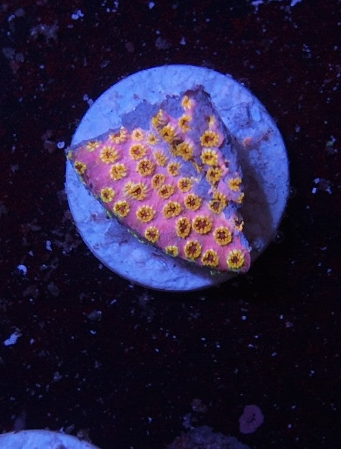 cyphastrea skittles